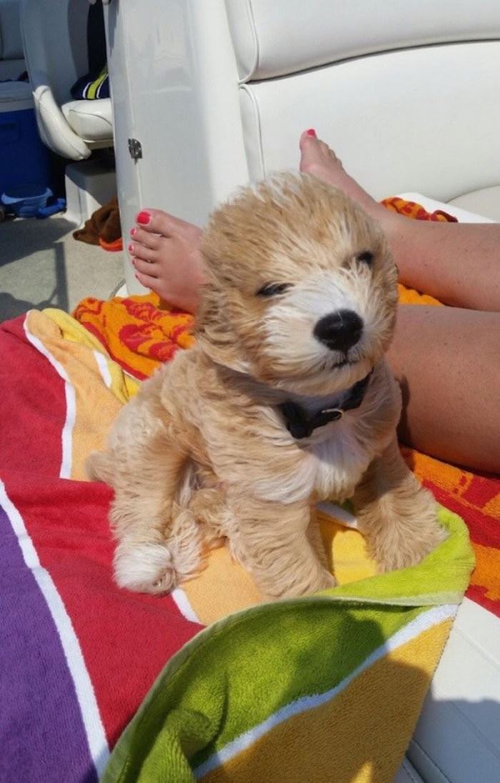 Fluffy Boat Ride