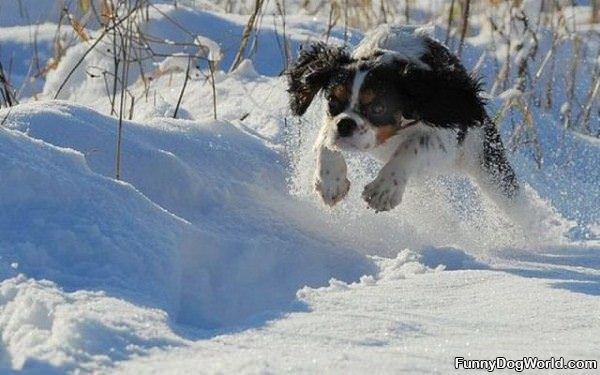 Flying Running Dog