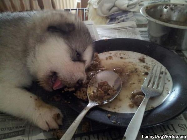 Food Makes Me Sleepy