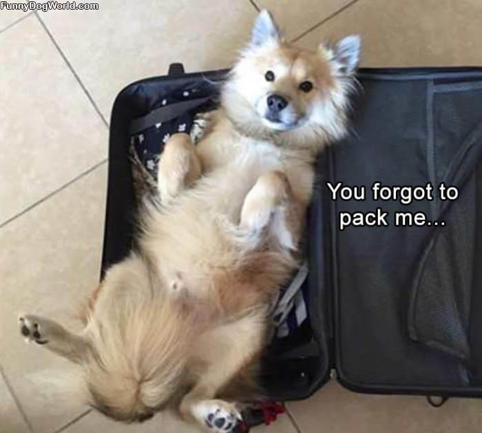 Forgot To Pack Me