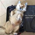 Forgot To Pack Me