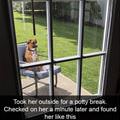 funny dog 1