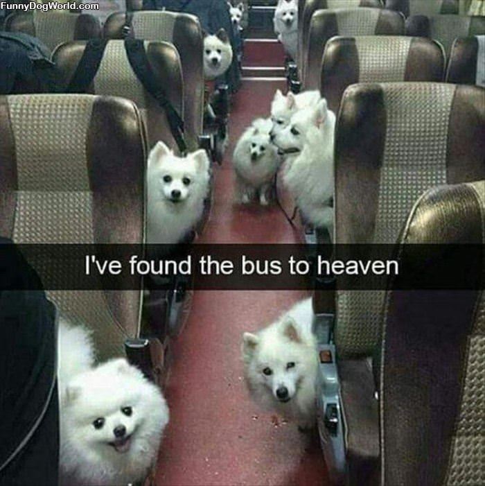 Found The Bus To Heaven