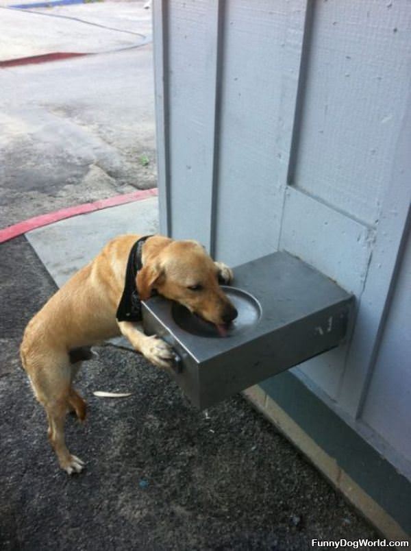 Fountain Dog