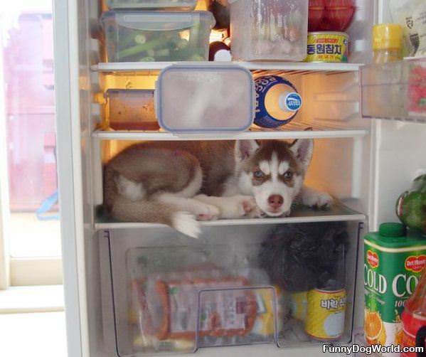 Fridge Dog