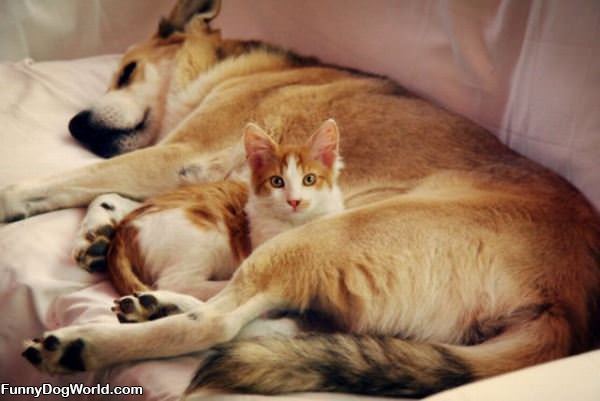 Friendly Cat And Dog