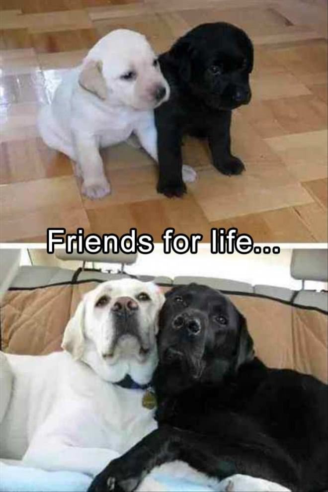 Friends Forever