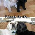 funny dog 3