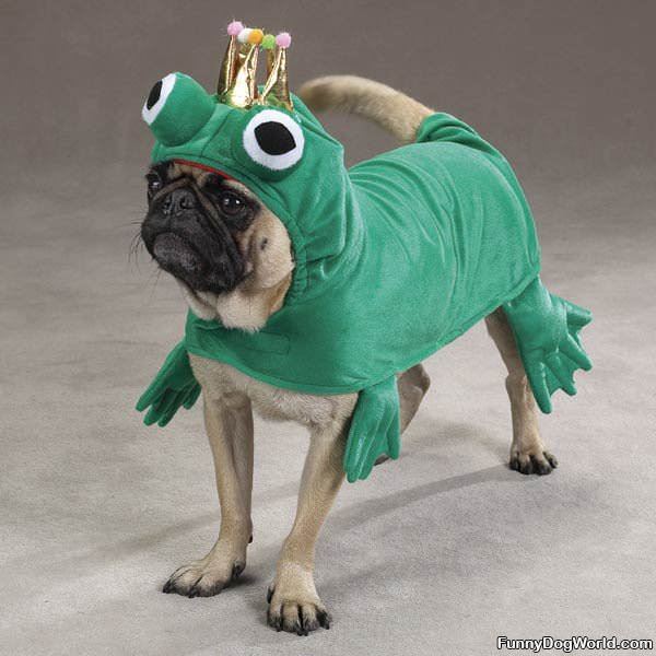 Frog Pug