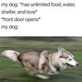 funny dog 4