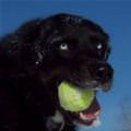 funny dog 1