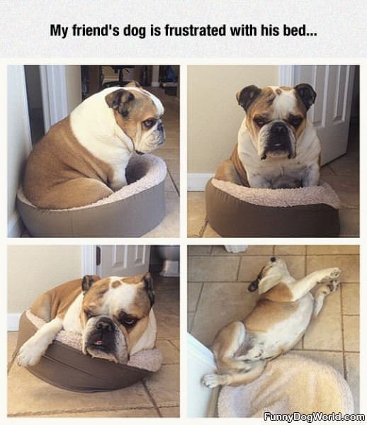 Frustrated With His Bed