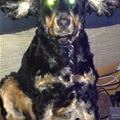 funny dog 1