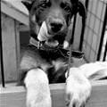 Fun Time Dog