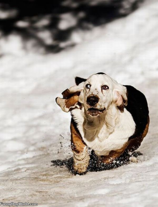 Funny Basset Hound