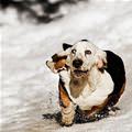 funny dog 1