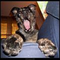 Funny Dog Face