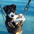 Funny Dog In A Swing