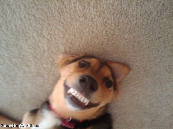 Funny Dog Smile