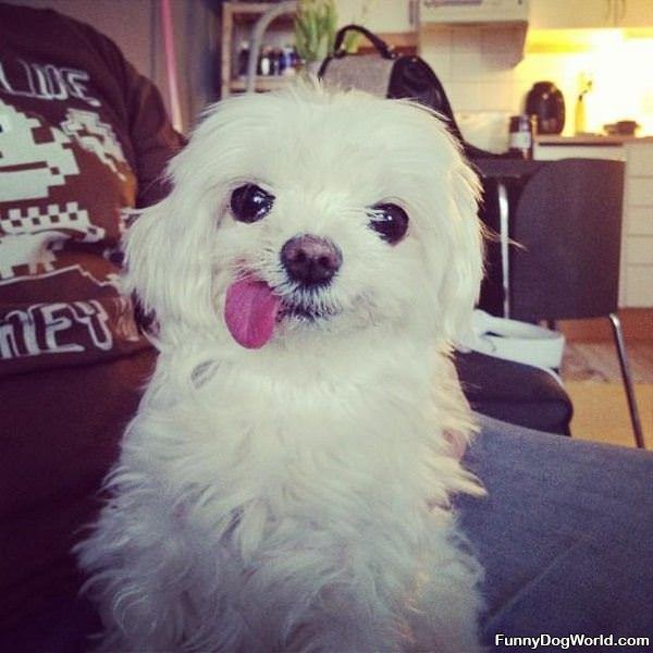 Funny Dog Tongue