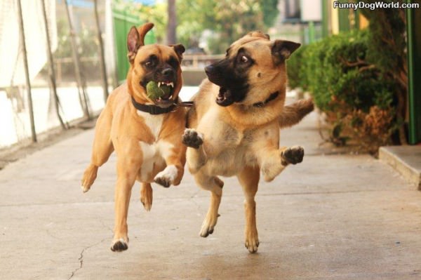 Funny Dogs Playing