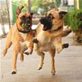 Funny Dogs Playing