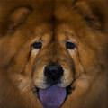 Funny Face