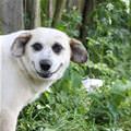 funny dog 3