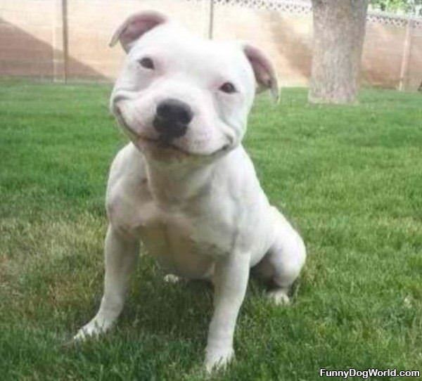 Funny Smiling Dog