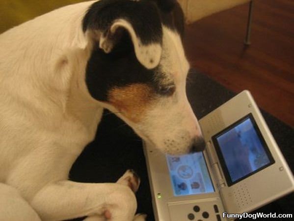 Gamer Dog