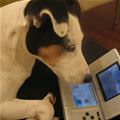 Gamer Dog