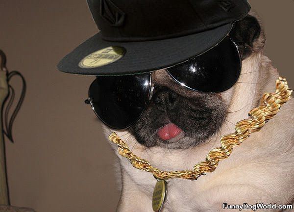 Gangsta Pug