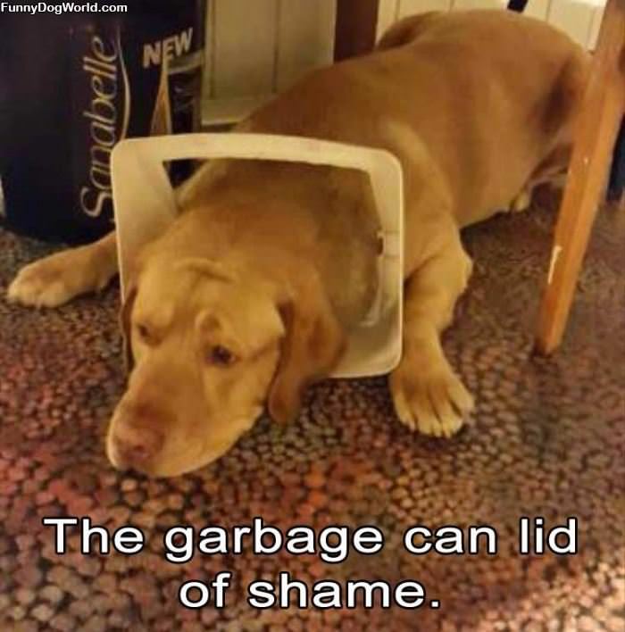Garbage Can Lid Of Shame