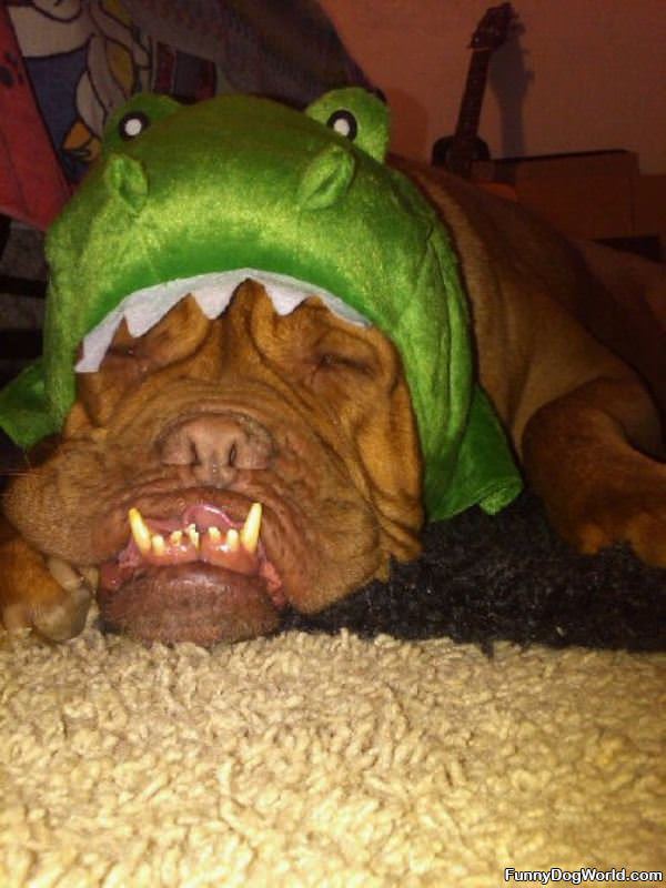 Gator Dog