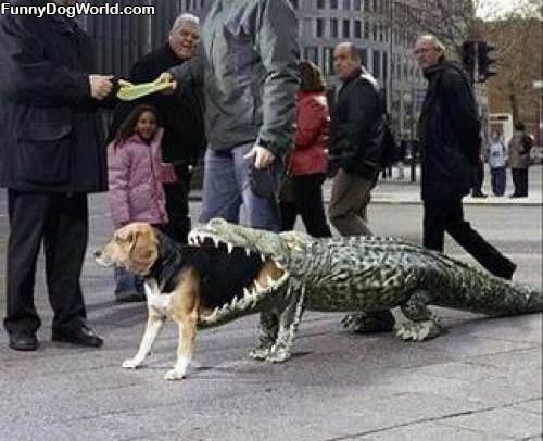 Gator Dog Costume