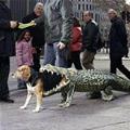 Gator Dog Costume