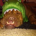 Gator Dog