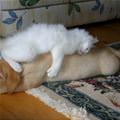 funny dog 1