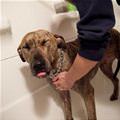 funny dog 2