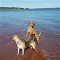 funny dog 1