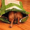 funny dog 5