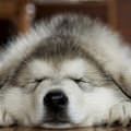 Getting Some Zzzs