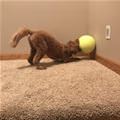 Getting The Ball