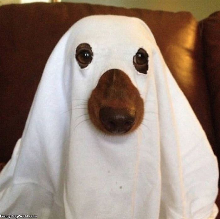 Ghost Dog