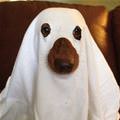 Ghost Dog