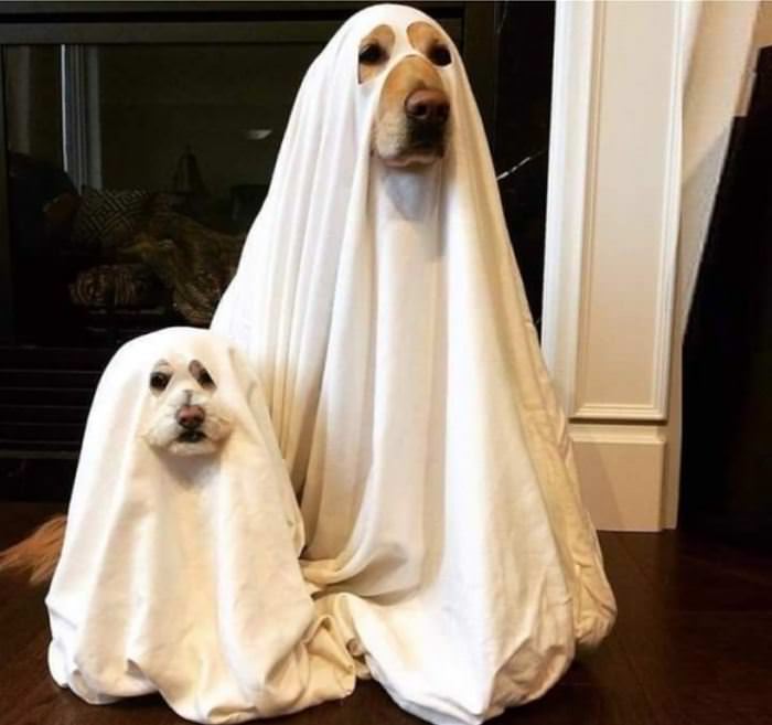 Ghost Dogs