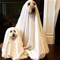 Ghost Dogs