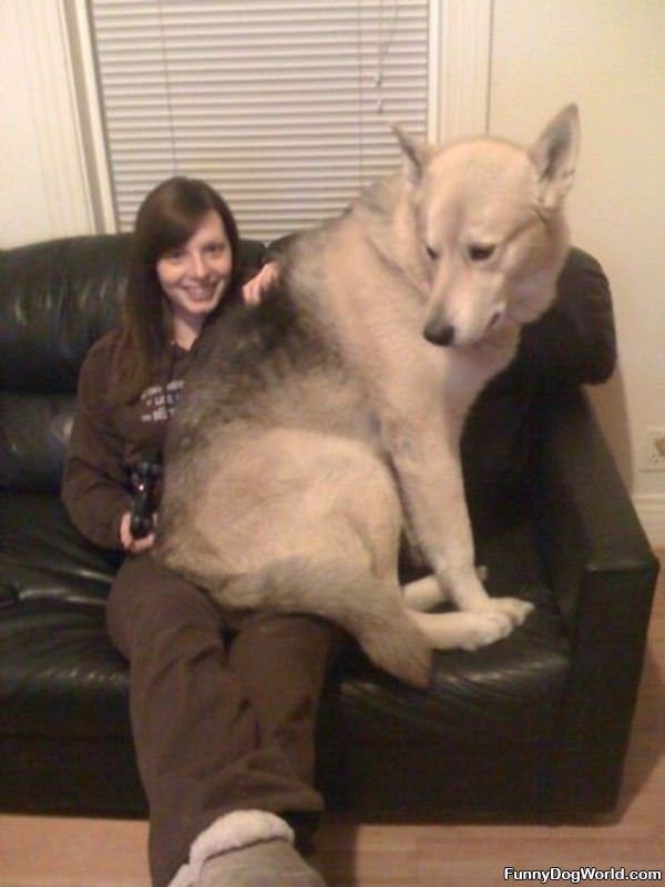 Giant Dog