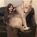 funny dog 4