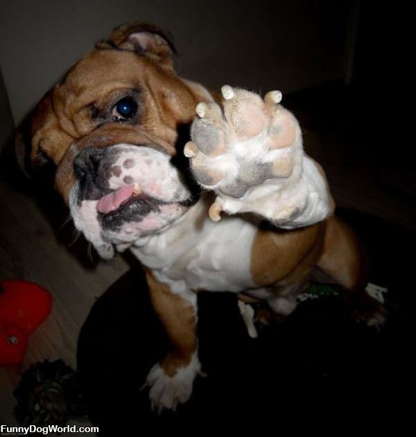 Gimme A High 5